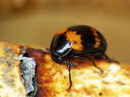 Attēlu rezultāti vaicājumam “Diaperis boleti imago”