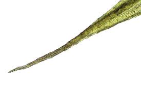 Attēlu rezultāti vaicājumam “Philonotis marchica sporophyte”