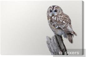 Attēlu rezultāti vaicājumam “Strix aluco”