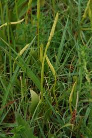 Attēlu rezultāti vaicājumam “Ophioglossum vulgatum”