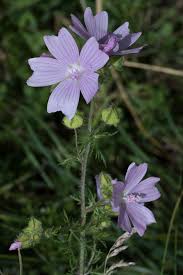 Attēlu rezultāti vaicājumam “Malva moschata leaf”