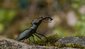 Attēlu rezultāti vaicājumam “Coleoptera”