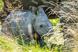 Image result for Rhyl Rhinos