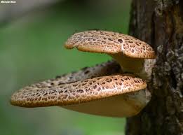 Attēlu rezultāti vaicājumam “Polyporus squamosus”
