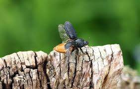 Attēlu rezultāti vaicājumam “Sinodendron cylindricum male”