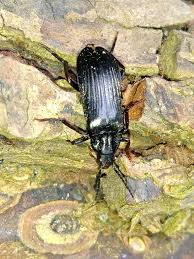 Attēlu rezultāti vaicājumam “Melandrya dubia”