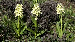 Attēlu rezultāti vaicājumam “Dactylorhiza russowii bud”