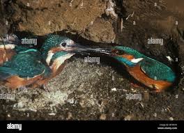 Attēlu rezultāti vaicājumam “Alcedo atthis nest”