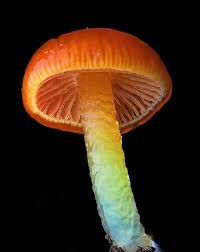 Attēlu rezultāti vaicājumam “Gloeocapsa rupestris”