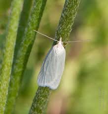 Attēlu rezultāti vaicājumam “Eana argentana”