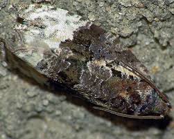 Attēlu rezultāti vaicājumam “Apotomis betuletana”