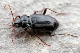 Attēlu rezultāti vaicājumam “Nebria brevicollis”