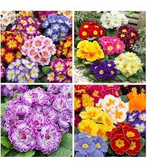 Attēlu rezultāti vaicājumam “Primula x margotae flower”