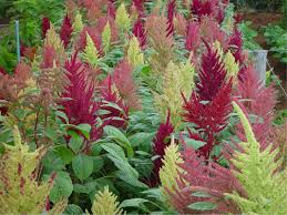 Attēlu rezultāti vaicājumam “Amaranthaceae”