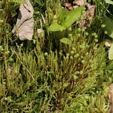 Attēlu rezultāti vaicājumam “Philonotis fontana”