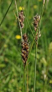 Attēlu rezultāti vaicājumam “Carex lasiocarpa leaf”