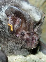 Attēlu rezultāti vaicājumam “Barbastella barbastellus”