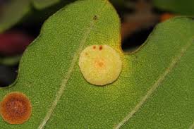 Attēlu rezultāti vaicājumam “Neuroterus albipes”