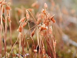 Attēlu rezultāti vaicājumam “Bryum caespiticium”