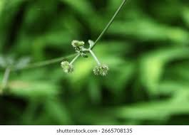 Attēlu rezultāti vaicājumam “Sanicula europaea fruit”