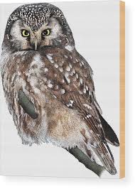 Attēlu rezultāti vaicājumam “Aegolius funereus”