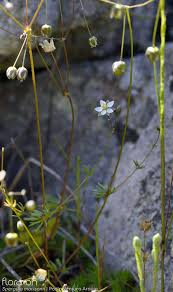 Attēlu rezultāti vaicājumam “Spergula morisonii”