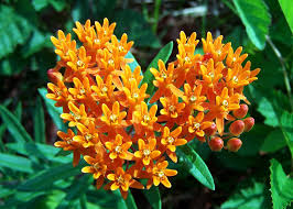 Attēlu rezultāti vaicājumam “Asclepiadaceae”