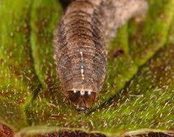 Attēlu rezultāti vaicājumam “Caradrina morpheus”