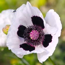 Image result for Papaver orientale