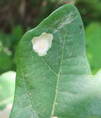 Attēlu rezultāti vaicājumam “Tischeria ekebladella”