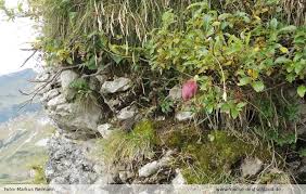 Attēlu rezultāti vaicājumam “Leiocolea heterocolpos”