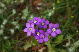 Image result for Legousia speculum-veneris