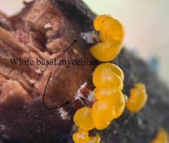 Attēlu rezultāti vaicājumam “Dacrymyces chrysospermus spores”