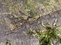 Attēlu rezultāti vaicājumam “Ptychoptera sp.”