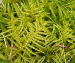 Attēlu rezultāti vaicājumam “Pseudoscleropodium purum”