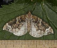 Attēlu rezultāti vaicājumam “Eulithis prunata”