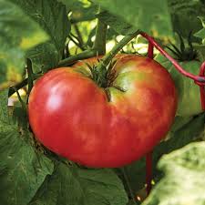 Afbeeldingsresultaat voor Pink Brandywine tomato