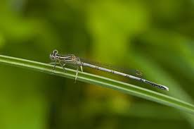 Attēlu rezultāti vaicājumam “Platycnemis pennipes”