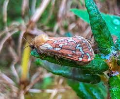 Attēlu rezultāti vaicājumam “Hepialidae”