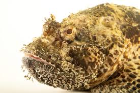 Image result for Scorpaena scrofa