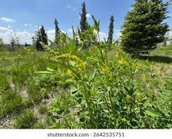 Attēlu rezultāti vaicājumam “Melilotus officinalis”