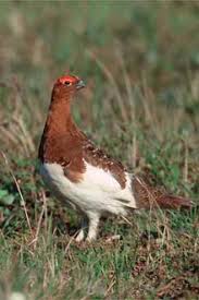 Attēlu rezultāti vaicājumam “Lagopus lagopus female”