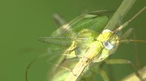 Attēlu rezultāti vaicājumam “Adelphocoris quadripunctatus”