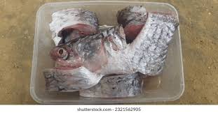 Image result for Crenimugil seheli