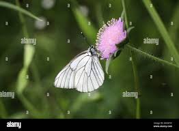 Attēlu rezultāti vaicājumam “Aporia crataegi upperside”