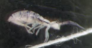 Attēlu rezultāti vaicājumam “Orchesella sp.”