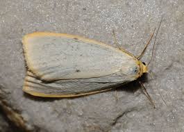 Attēlu rezultāti vaicājumam “Cybosia mesomella”