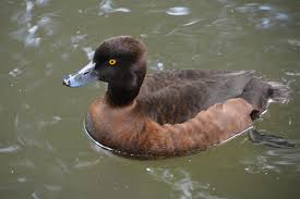 Attēlu rezultāti vaicājumam “Aythya fuligula female”