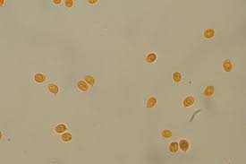 Attēlu rezultāti vaicājumam “Physarum auriscalpium spores”