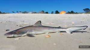 Image result for Rhizoprionodon terraenovae